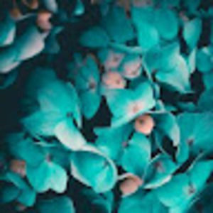 Meet your Posher, Amtul